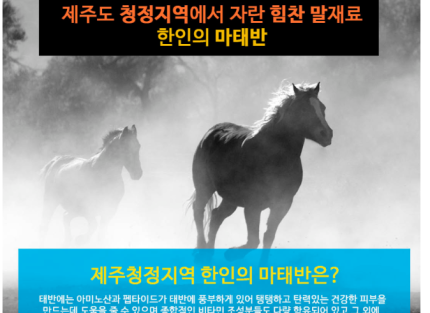 한인의마태반